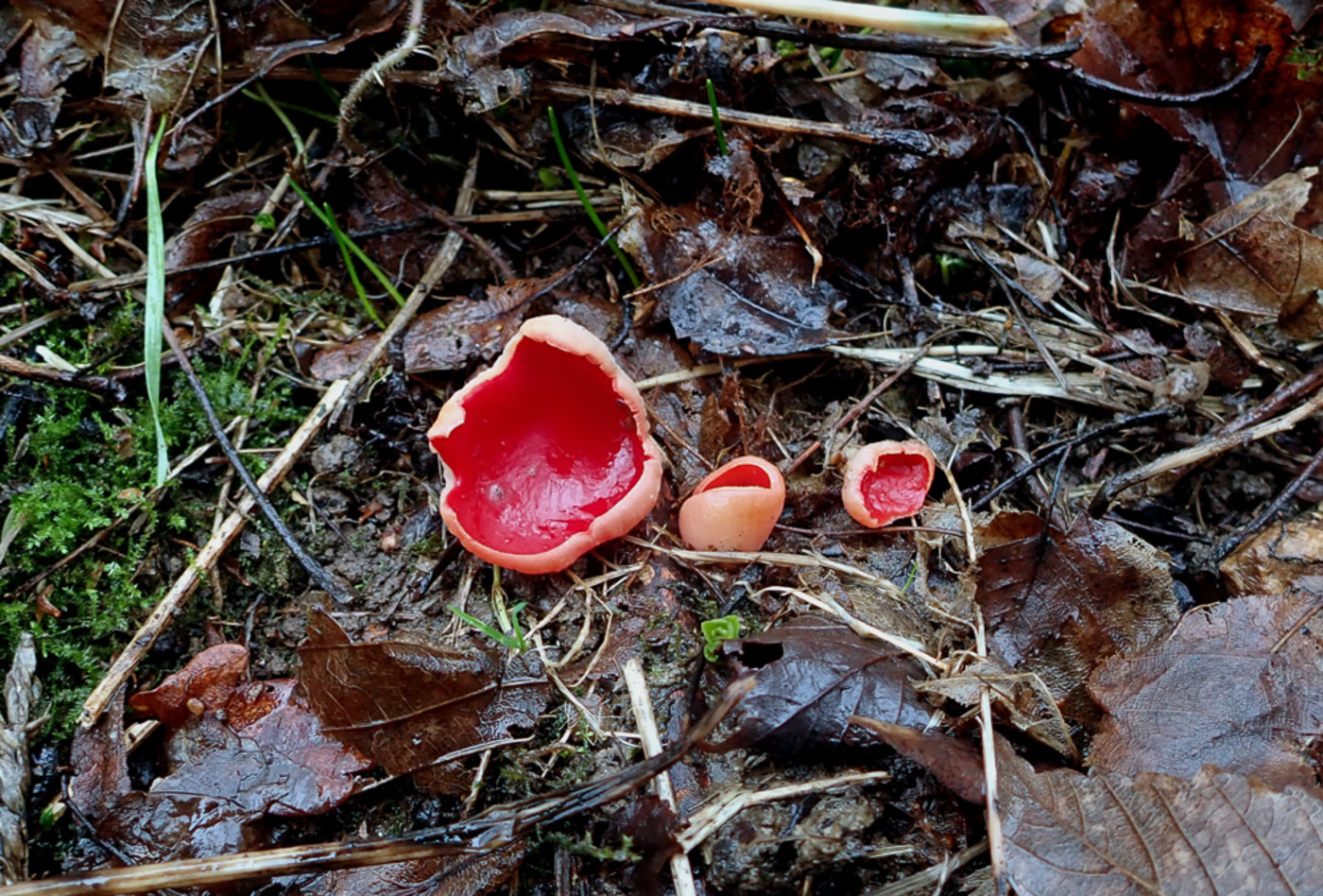 Photo © Penny Cullington Sarcoscypha austriaca by Penny Cullington